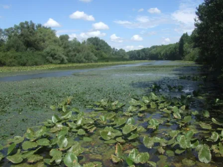 hosszu-reti-holt-bodrog