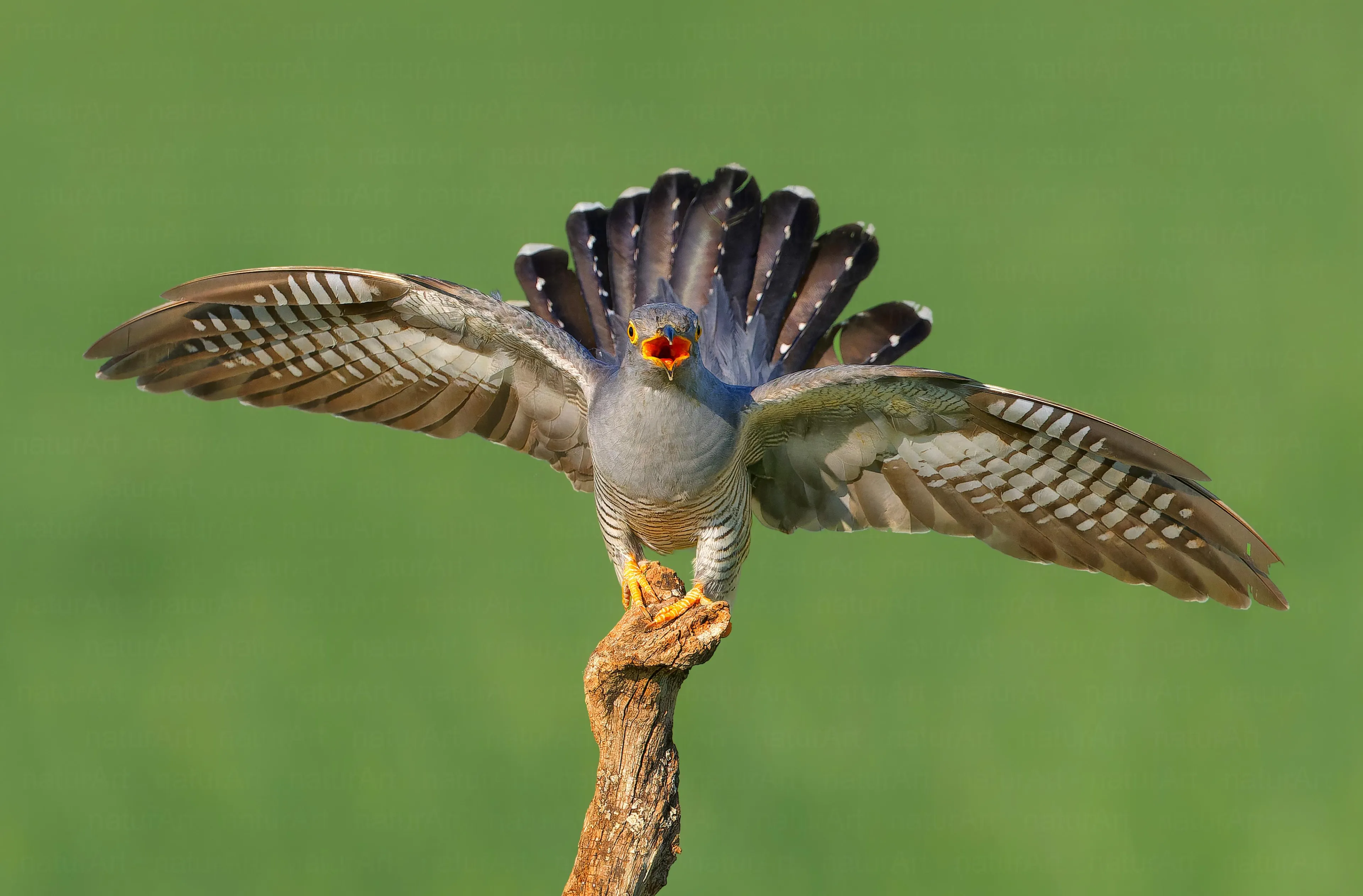 Az év természetfotósa 2025